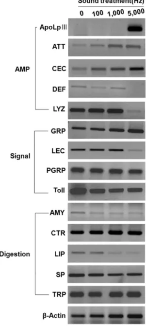 Fig. 5.  Effect of stress sound (5,000 Hz, 95 dB) on the change in  gene expression in the late-stage larvae of  Hermetia illucens