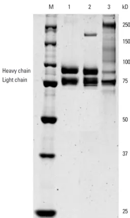Fig. 2. SDS-PAGE to evaluate the homogeneity of beroctocog alfa and oth- oth-er recombinant factor VIII (rFVIII) products