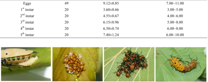 Fig. 1.  Life cycle of  C. ocellatus.