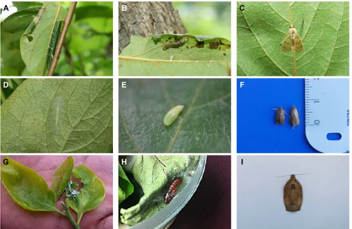 Fig. 1.  Three lepidopteran species, newly reported as insect pests feeding on non-astringent persimmon leaf
