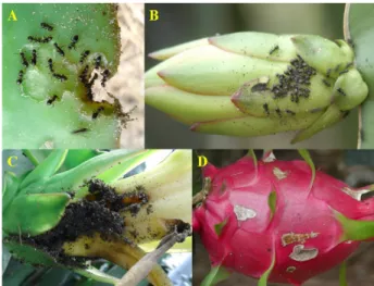 Fig. 2.  Various symptoms of mango caused by Adoxophyes sp. A: 