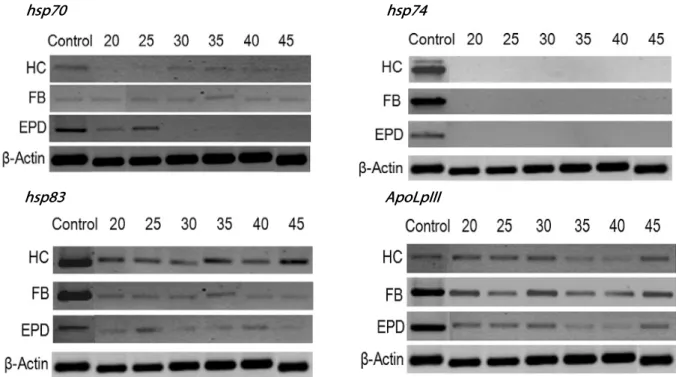 Fig. 3.  Changes in stress-related protein gene expressions in different tissues of fifth instar Spodoptera exigua larvae in response to different  ultrasound treatments at 95 dB for 24 h