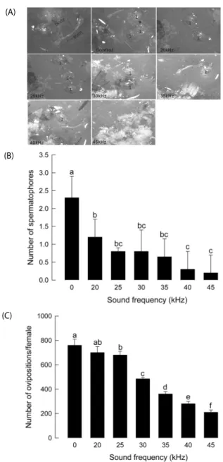 Fig. 5.  Effect of ultrasound treatment on Spodoptera exigua mating frequency. Each experimental box (0.785 L) contained one female  and two males