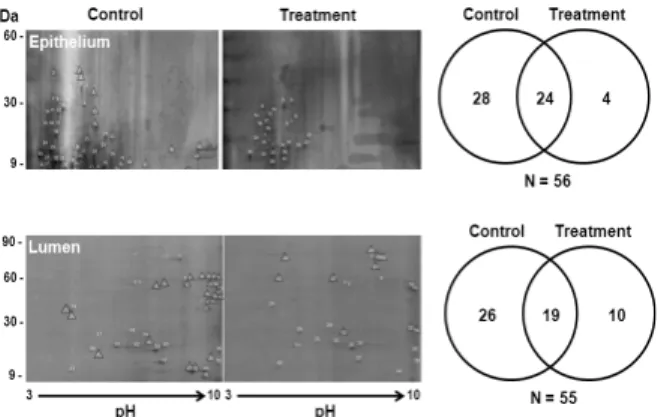 Fig. 2.  Influence of sound treatment (95 dB, 5,000 Hz, 24 h) on  catalytic activity of phospholipase A 2  (PLA 2 ) in the midgut  epithelium and lumen of fifth instar Spodoptera exigua larvae