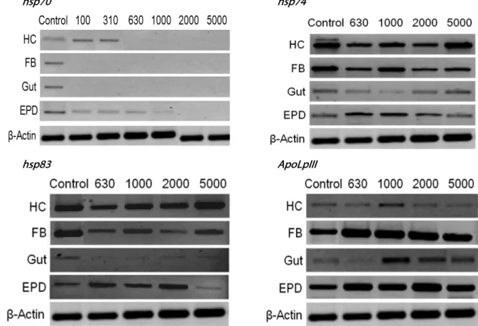 Fig. 3.  Influence of sound  treatment (95 dB) with different frequencies on expression of four different genes in different tissues of fifth  instar Spodoptera exigua larvae