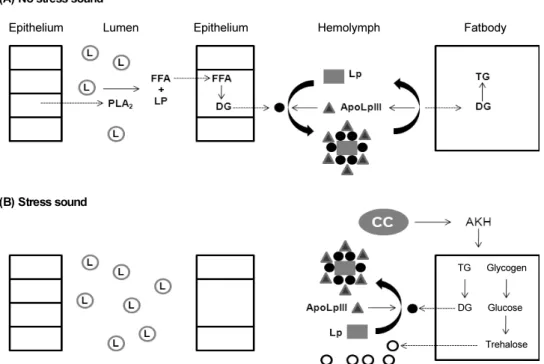 Fig. 5.  A working hypothesis of stress sound effect on biochemical changes in hemolymph plasma of fifth instar Spodoptera exigua larvae