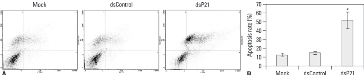 Fig. 6. dsP21 transfection is associated with a decrease in survivin expression in human glioma SHG-44 cells
