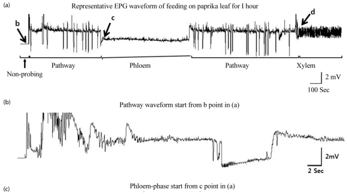Fig. 1.  Representative EPG recordings showing waveform patterns produced when  Myzus persicae  adults feed on paprika leaf