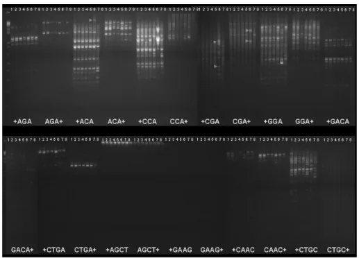 Fig. 3.  Inter-simple sequence repeat (ISSR) profiles of laboratory strain and 6 local populations of  M