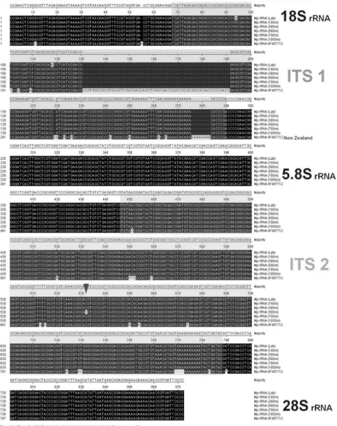 Fig. 4.  Alignment of partial ribosomal RNA (partial 18S rRNA, ITS1, 5.8S rRNA, ITS2 and partial 28S rRNA) sequences from various local  populations and laboratory strain of  M