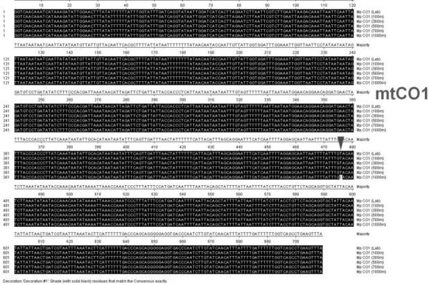 Fig. 5.  Alignment of partial mitochondrial cytochrome oxidase I sequences from local populations and a laboratory strain of  M