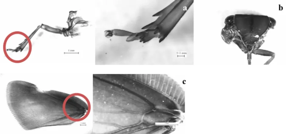 Fig. 3.  The distance between eggs in  Ricania sp. egg masses on  apple and plum. Means followed by different letters are  significantly different (P=0.05; Tukey’s studentized range test,  SPSS).