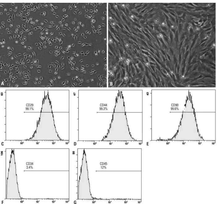 Fig. 1. Phenotypic characterization of MSCs. (A) The initial passage MSCs grew as a morphologically homogeneous population of fibroblast-like cells