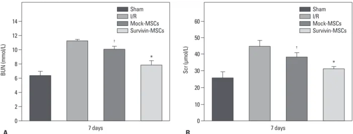 Fig. 3. Protective effect of survivin-MSCs on renal function. At 7 days after MSCs transplantation, BUN (A) and Scr (B) measured by Auto Analyzer with BUN  and Scr test kits