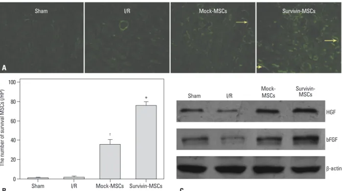 Fig. 5. Survival of transplanted MSCs and HGF and bFGF expression in kidney tissue. (A) Kidney tissue specimens were collected to observe EGFP expres- expres-sion in renal slices by fluorescence microscope