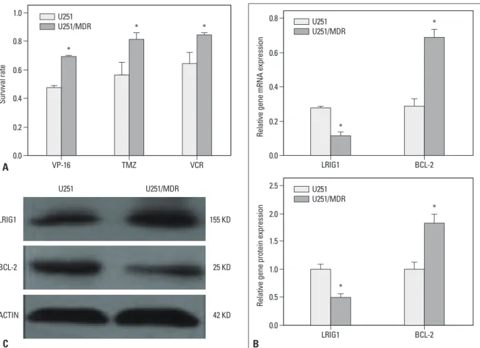 Fig. 2. Establishment of an MDR cell line and the expression of LRIG1 and BCL-2. A multidrug resistance cell line U251/MDR was isolated by stepwise expo- expo-sure to increasing temozolomide (TMZ) concentrations for approximately 6 months