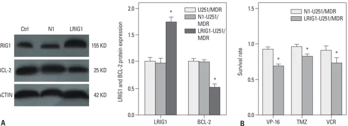 Fig. 4. BCL-2 knockdown reverses MDR in U251/MDR cells. U251/MDR cells at 50% confluence were transfected with siBCL-2 (2 mg/well, 6-well plate) using  the Lipofectamine 2000 transfection reagent (Invitrogen) according to the manufacturer ’s instructions