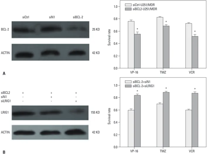 Fig. 5. siLRIG1 can reduce chemosensitivity by regulating BCL-2 gene expression. First, we seeded U251/MDR cells in 6-well plates when they reached 50% 