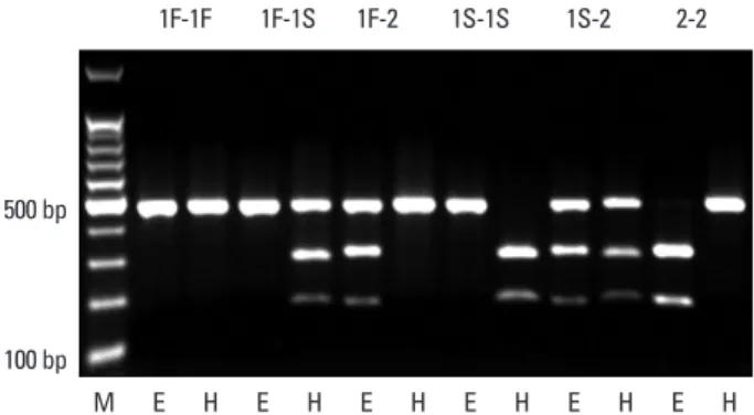 Fig. 1. Restriction fragment-length polymorphism analysis of GC. Eco T14 I  cuts GC2 into two bands of 302 base pairs (bp) and 156 bp, whereas Hae III  cuts GC1S into two bands of 295 bp and 167 bp