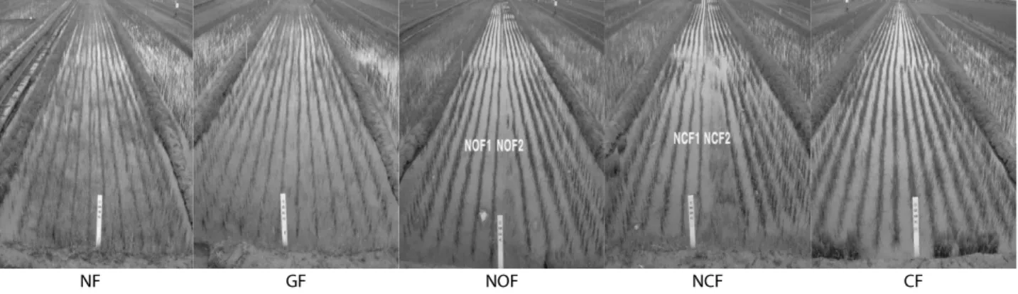Fig. 1.  The surveyed sites of benthic macroinvertebrates in rice paddies.