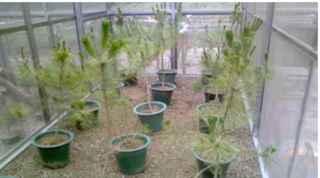 Fig. 1.  Arrangement of young (3-year-old) black pine trees in a  screen cage.