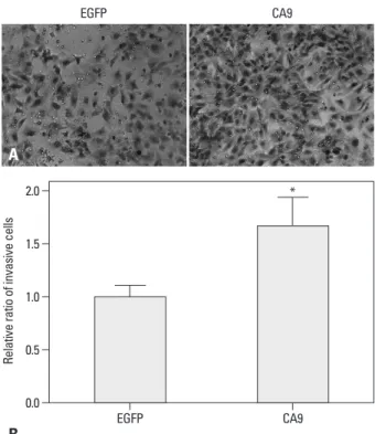 Fig. 4. CA9 promotes migration of SK-OV-3 cells. Migration of serum- serum-starved cells towards 15% serum-containing media was examined in a  transwell assay