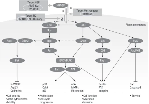 Fig. 9. MET pathways. 