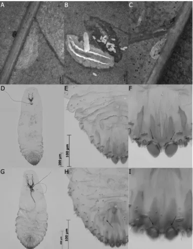 Fig. 1.  A~B. Andaspis crawii (Cockerell), female and egg living beneath the epidermis on the underside of the leaf of Castanopsis; C