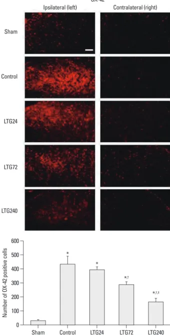 Fig. 4. Effect of lamotrigine on spinal immunoreactivity to GFAP after left  L5/6 spinal-nerve ligation