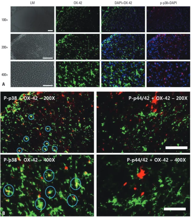 Fig. 5. (A) Immunohistochemical localization of microglia (OX-42; green), phospho-p38 (p-p38; red) and DAPI