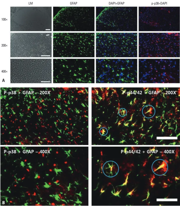 Fig. 6. (A) Immunohistochemical localization of astrocytes (GFAP; green), phospho-p38 (p-p38; red) and DAPI