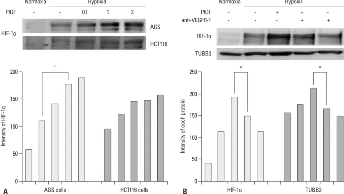 Fig. 4. PlGF induces HIF-1α. (A) Nuclear HIF-1α protein expression was increased in hypoxia and was dose dependently increased according to the in- in-creased concentration of PlGF (range 0.1-2 ng/mL) in AGS