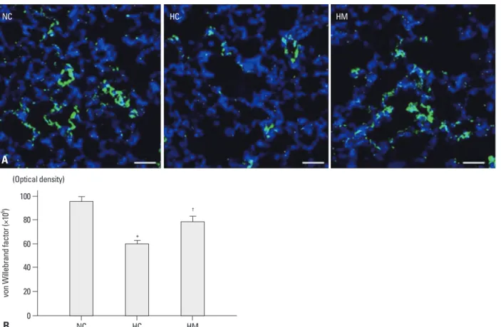 Fig. 2. (A) Representative immunofluorescence photomicrographs of von Willebrand factor (vWF) staining in the lungs of P70 rats