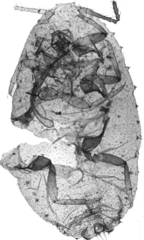 Fig. 1. Paracoccus  sp., intercepted at Incheon Seaport,  Schefflera sp., ii-1-2009.