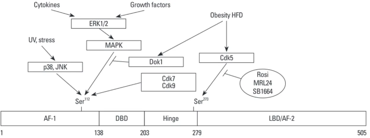 Fig. 1. Modulation of PPARγ activity by phosphorylation. Positions of phosphorylation sites in PPARγ and the implicated signaling path- path-ways are indicated