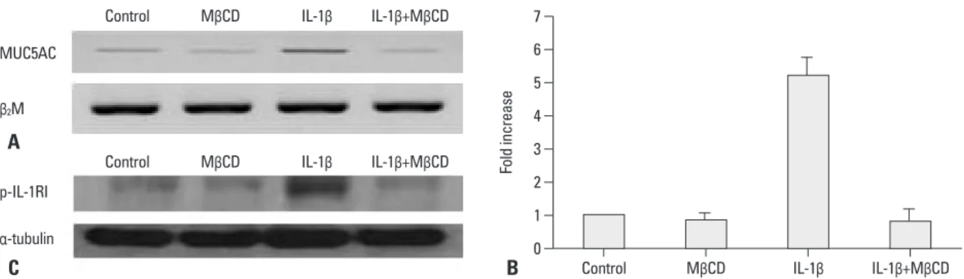 Fig. 3. MUC5AC gene expression after treatment with MβCD. NCI-H292 cells were pretreated with 1% MβCD for 1 hour, after which the media was freshly  changed and cells were incubated with IL-1 β (10 ng/mL) for 24 hours