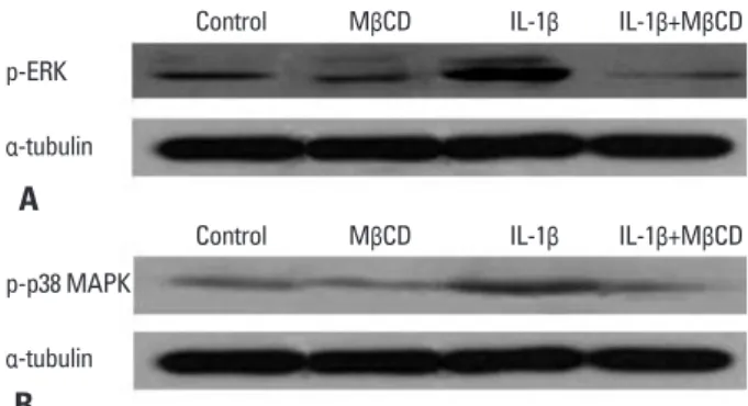 Fig. 4. Suppression of IL-1β-induced activation of ERK and p38 MAPK by  treatment with MβCD