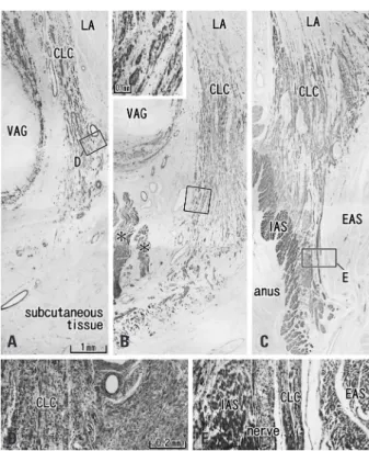 Fig. 3. Longitudinal anal muscles in a female 37-week fetus. Frontal sections. 