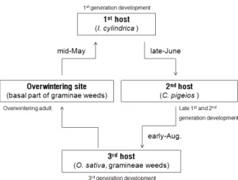 Fig. 4. Schematic diagram of seasonal occurrence of P. exiguus. 21일을 제외하고는 다양한 영기가 높은 비율로 혼합된  복잡한 연령구성을 보여주고 있다 (Fig