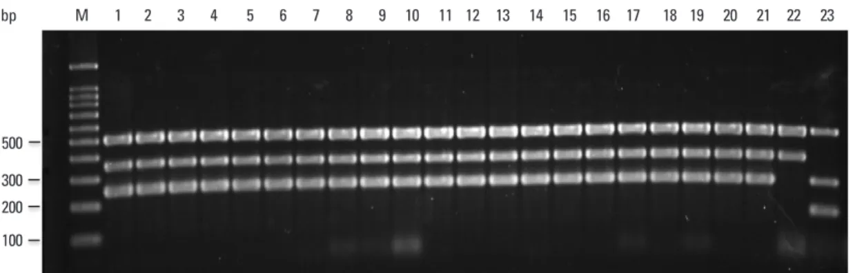 Fig. 5. Multiplex PCR for clinical M. bovis isolates. PCR products were separated by electrophoresis and visualized