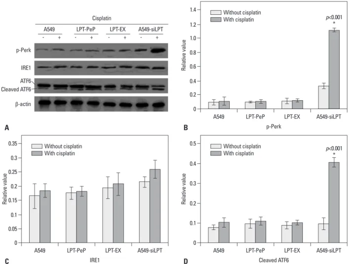 Fig. 4. Detection of three UPR pathway proteins. (A) Detection of IRE1, p-Perk and cleaved ATF6