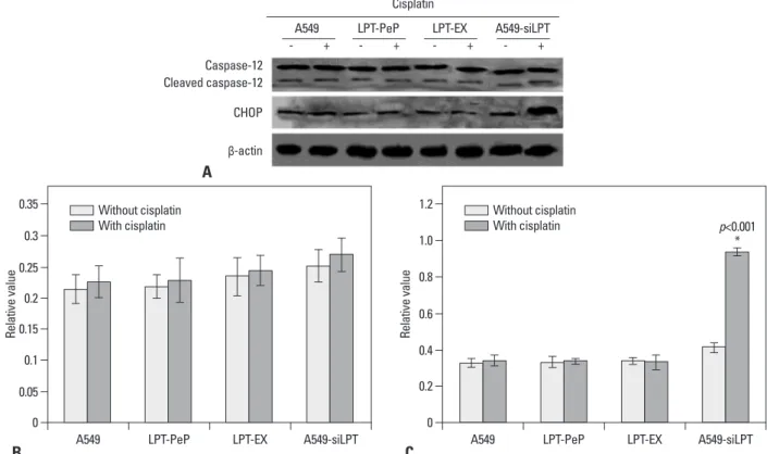 Fig. 7. Changes of ER stress-associated events in the cells expressing leptin. (A) The levels of CHOP and caspase-12 in A549, A549-siLPT, LPT-PeP, and LPT- LPT-EX cells were evaluated by individual western blots