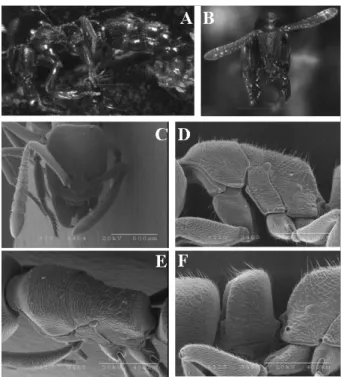 Fig. 10. Ponera scabra Wheeler W.M. : A. Lateral view of  worker; B. Head, frontal view; C