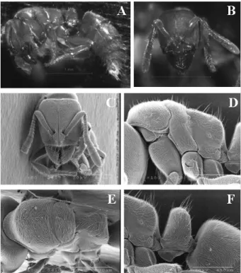 Fig. 2. Cryptopone sauteri (Wheeler, W.M.) : A. Lateral view of  worker; B. Head, frontal view; C