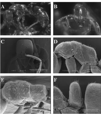 Fig. 3. Hypoponera gleadowi Forel : A. Lateral view of worker; 