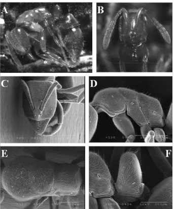 Fig. 5. Hypoponera nippona (Santschi) : A. Lateral view of  worker; B. Head, frontal view; C