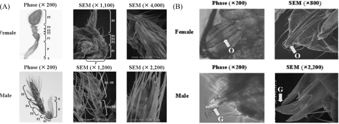 Fig. 1. Morphological characters of both female and male Trichogramma evanescens. (A) Antennal structure analyzed by a phase  contrast microscope (‘Phase’, BX41, Olympus, Japan) and a scanning electron microscope (‘SEM’, S-2500C, Hitachi, Japan), where  S 
