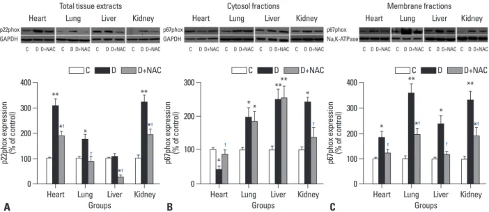 Fig. 5. Western blots analysis of NADPH oxidase subunits p22phox and p67phox protein expression in various tissues
