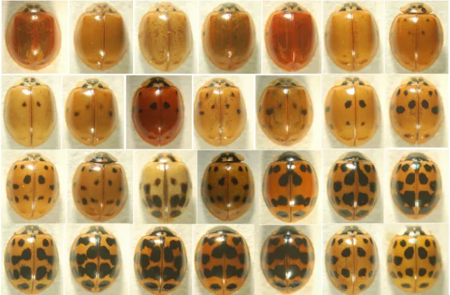 Fig. 1. Succinea group of H. axyridis. This group has black spot (s) from 0 (YBM00) to 19 (YBM19) on yellow elytra with M-shaped marking on the pronotum.