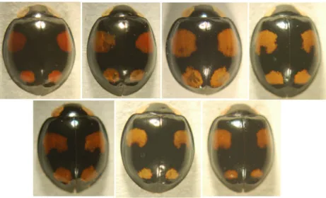 Fig. 3. Spectabilis group of H. axyridis. This group has 4 red spots (BRA04) on black elytra without M-shaped marking on the pronotum.